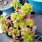 Sedum kimnachii Frunză