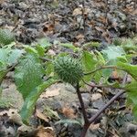 Datura stramonium Листок