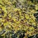 Flueggea tinctoria Flower