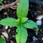 Asclepias purpurascens Leaf