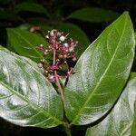 Psychotria deflexa Flower