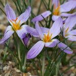 Crocus imperati Цвят