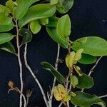 Annona crassiflora Blomma