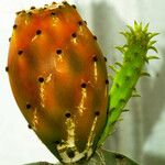 Opuntia ficus-indica Плід