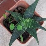 Aloe maculata Лист