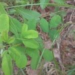 Lespedeza violacea Leaf