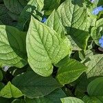 Omphalodes verna Hoja