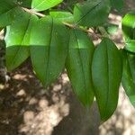 Myrcianthes fragrans Blad