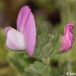 Ononis diffusa Flower
