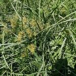 Cyperus esculentus Листок