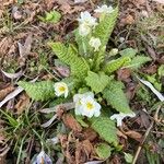 Primula vulgaris Žiedas