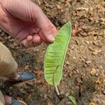 Butea monosperma Fruit