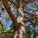 Pinus resinosa Bark