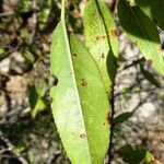 Prunus dulcis Leaf