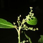 Hedyosmum bonplandianum Blatt