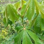 Vitex ferruginea Hostoa