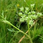 Peucedanum palustre Fleur