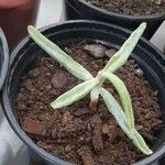 Dudleya densiflora Hoja