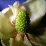 Schisandra grandiflora Habit