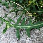 Lactuca perennis Leaf