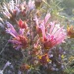 Thymus longiflorus Flower