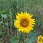 Helianthus annuus Flower