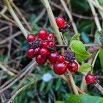 Lonicera periclymenum Fruit