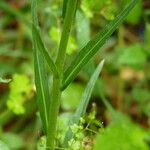 Oenothera stricta Лист