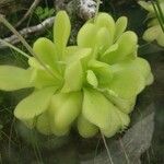 Pinguicula agnata Ліст