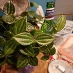 Peperomia quadrangularis Hoja