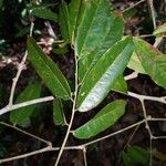 Paramachaerium gruberi Leaf