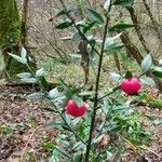 Ruscus aculeatus Φρούτο