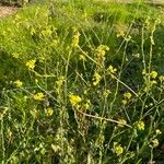 Brassica nigra Alkat (teljes növény)