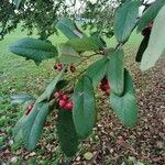 Cotoneaster frigidus Hedelmä