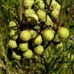 Cryptomeria japonica ᱡᱚ