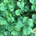 Hacquetia epipactis Hoja