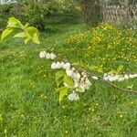 Halesia carolina Λουλούδι