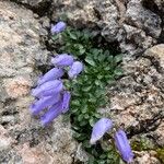 Favratia zoysii Flor