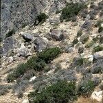 Juniperus californica Habit