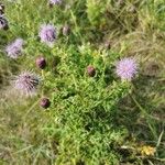 Cirsium arvenseപുഷ്പം