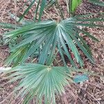 Livistona australis Likasa