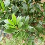 Myrica faya Blad