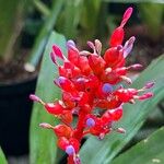 Aechmea weilbachiiKukka