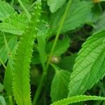 Corchorus trilocularis Leaf