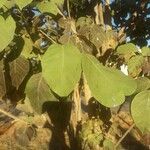 Tabebuia roseoalba Blatt