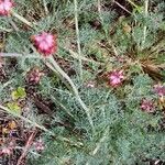 Platycapnos spicata その他の提案