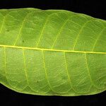 Protium sagotianum Leaf