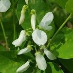 Indigofera decora Цветок