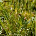 Carex chordorrhiza Alia