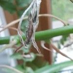 Albuca nelsonii Fruit